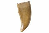 Serrated, Raptor Tooth - Judith River Formation #128539-1